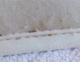 Bedbug eggs on bed : comment repérer les œufs de punaises de lit sur un lit