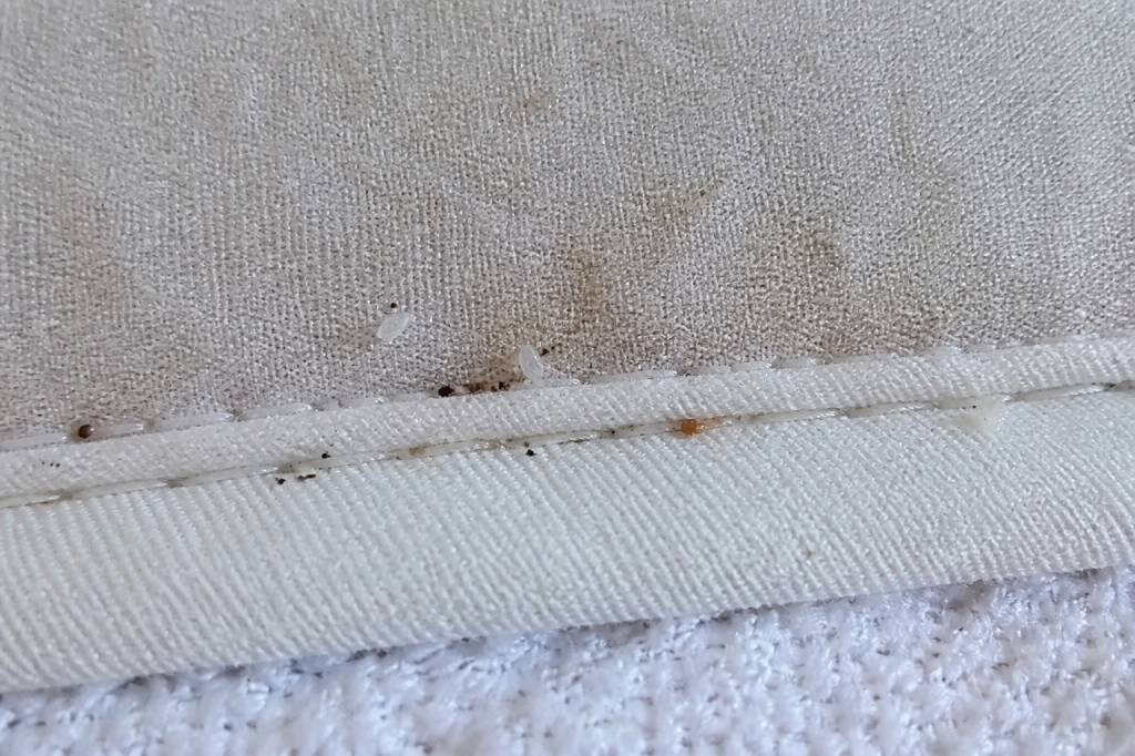Bedbug eggs on bed : comment repérer les œufs de punaises de lit sur un lit