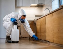 Dératisation strasbourg : entreprise professionnelle pour rats et souris
