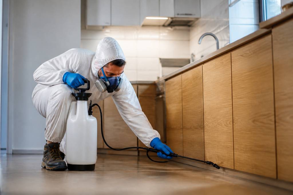 Dératisation strasbourg : entreprise professionnelle pour rats et souris