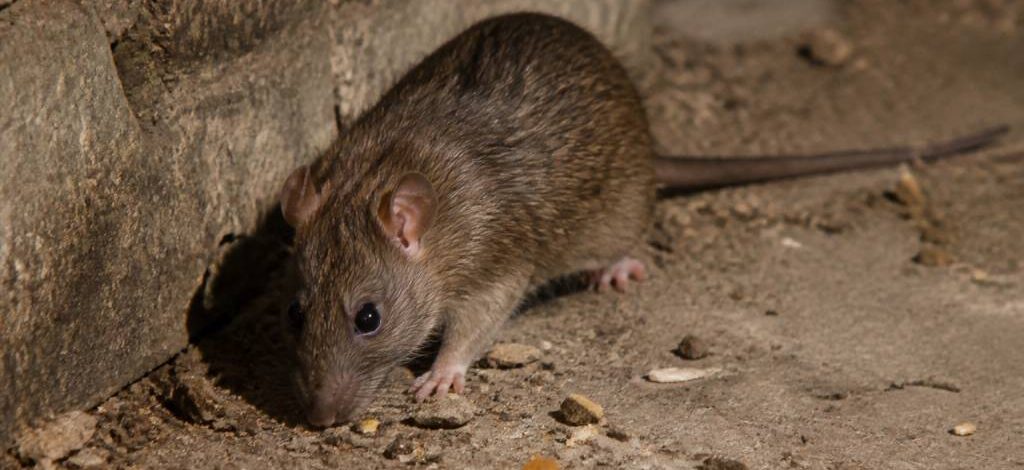 Nuisibles maison : dératisation professionnelle contre rats et souris dans le Rhône, l’Isère et l’Ain