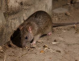 Nuisibles maison : dératisation professionnelle contre rats et souris dans le Rhône, l’Isère et l’Ain