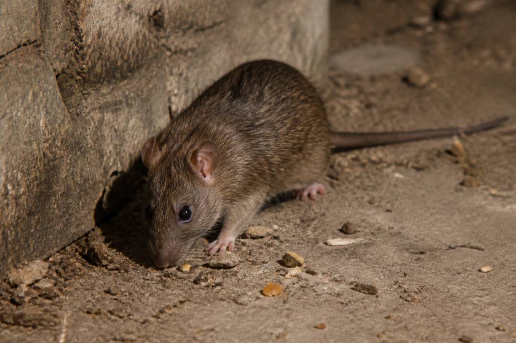 Nuisibles maison : dératisation professionnelle contre rats et souris dans le Rhône, l’Isère et l’Ain