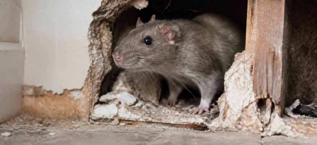 Comment savoir si l’on a des rats dans les murs : signes, risques et solutions de dératisation rapide