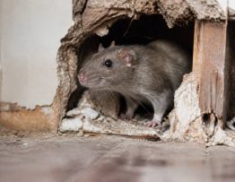 Comment savoir si l’on a des rats dans les murs : signes, risques et solutions de dératisation rapide