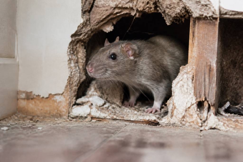 Comment savoir si l’on a des rats dans les murs : signes, risques et solutions de dératisation rapide