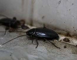 Cafard noir : comment identifier et éliminer ce nuisible dans votre entreprise de dératisation