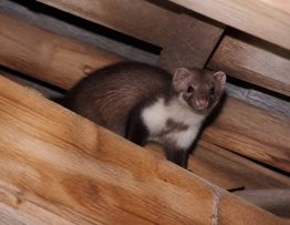 Bruit d une fouine dans une maison : comment le reconnaître et agir rapidement