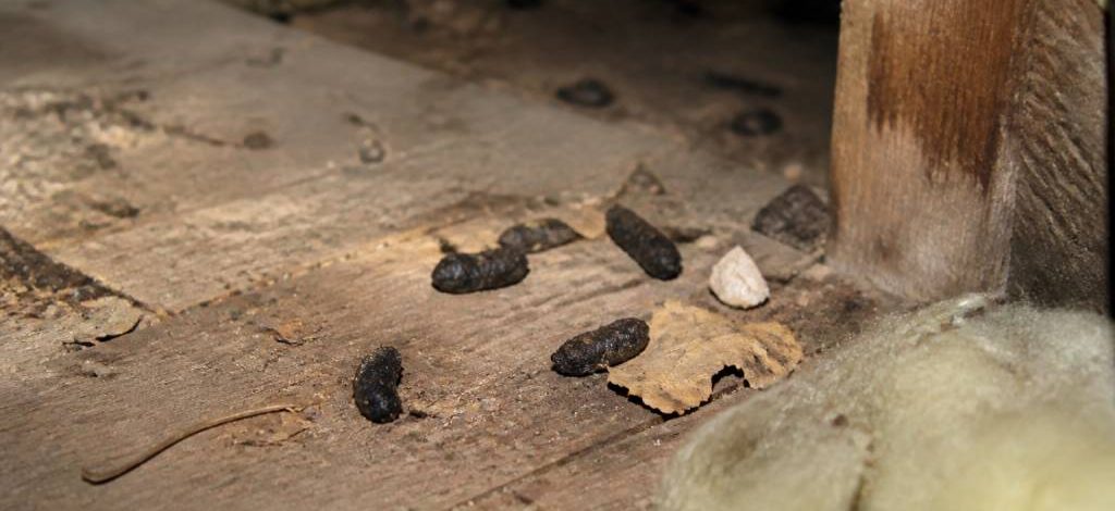 Crotte martre : comment reconnaître les traces de fouine dans une maison