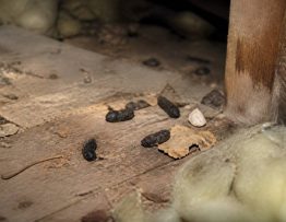 Crotte martre : comment reconnaître les traces de fouine dans une maison
