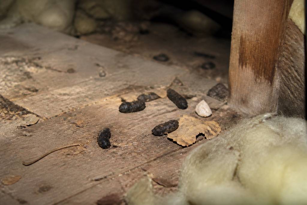 Crotte martre : comment reconnaître les traces de fouine dans une maison