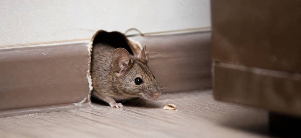 Deratisation haguenau : trouver une entreprise professionnelle contre les rats et les souris