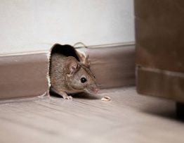 Deratisation haguenau : trouver une entreprise professionnelle contre les rats et les souris