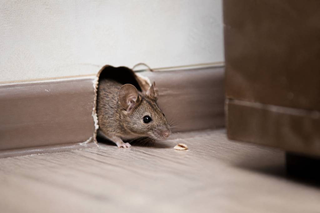 Deratisation haguenau : trouver une entreprise professionnelle contre les rats et les souris