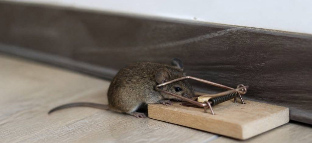 Les pièges à souris : comment choisir un professionnel de la dératisation ?