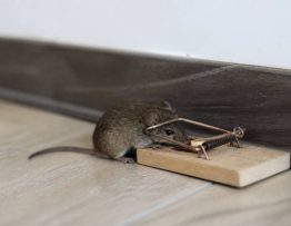 Les pièges à souris : comment choisir un professionnel de la dératisation ?
