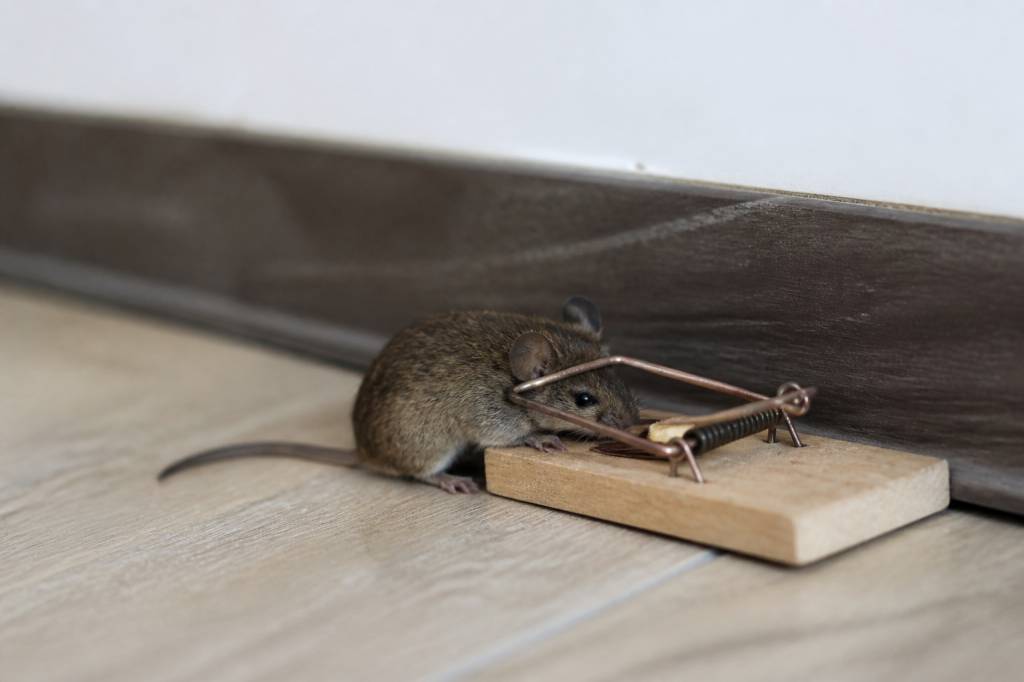 Les pièges à souris : comment choisir un professionnel de la dératisation ?