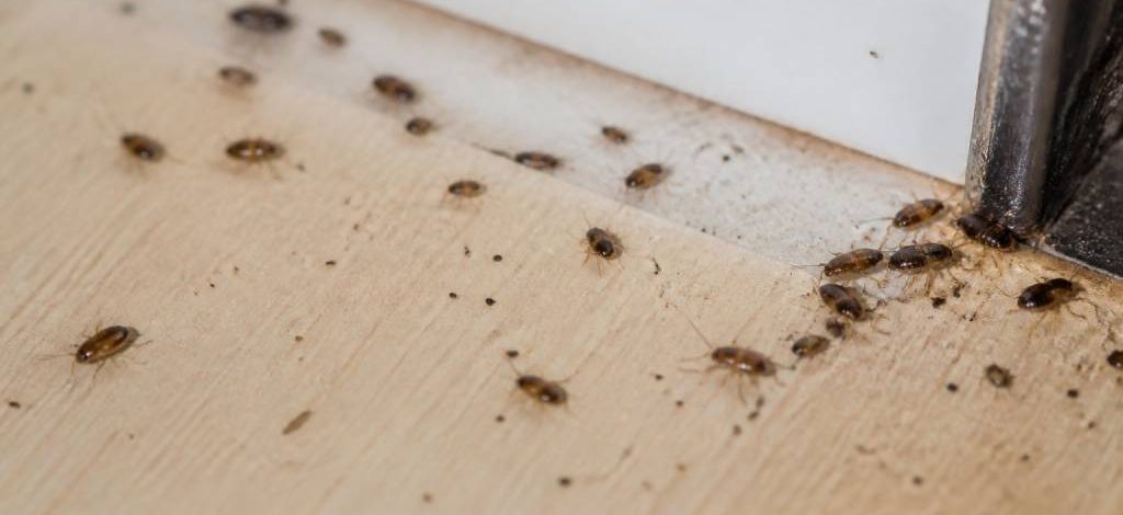 Bebe cafard dans la maison : comment agir vite contre l’infestation