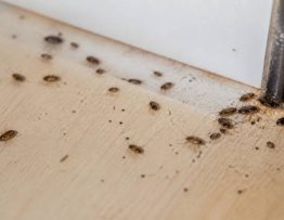 Bebe cafard dans la maison : comment agir vite contre l’infestation