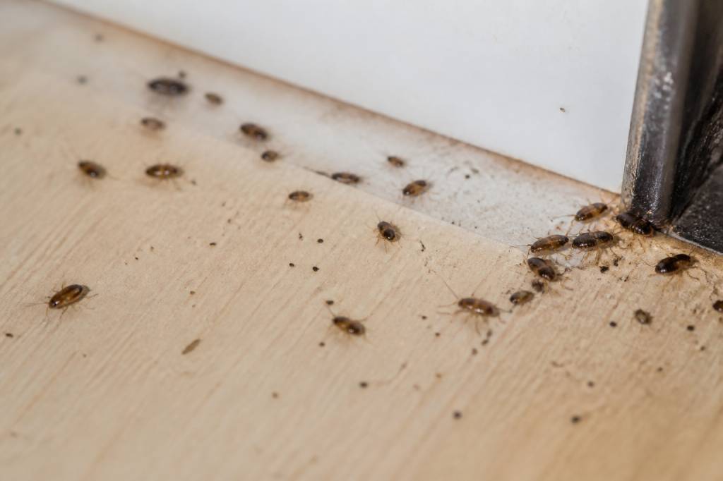 Bebe cafard dans la maison : comment agir vite contre l’infestation