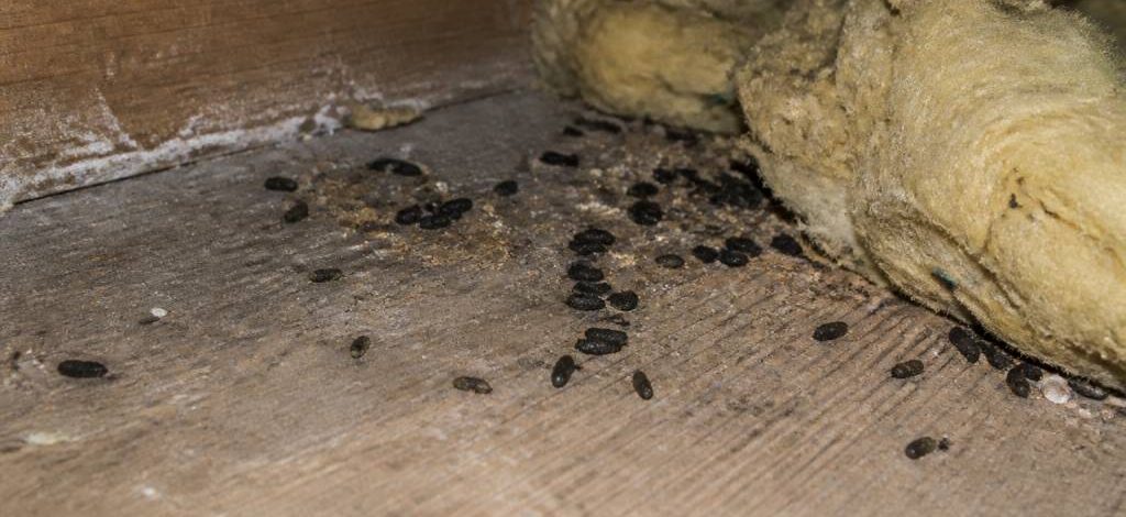 Crottes de martres : comment les reconnaître et agir face à une infestation