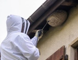 Destruction de nid de guêpe à Arras