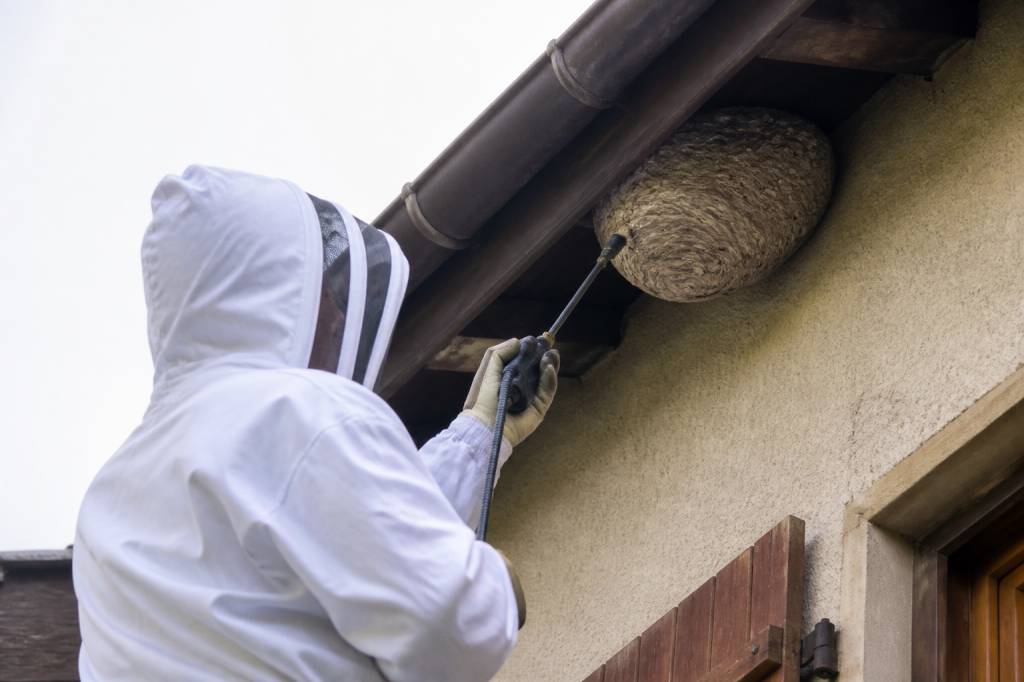 Destruction de nid de guêpe à Arras
