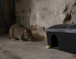 Magasin deratisation : choisir un professionnel de la dératisation pour rats et souris dans le Rhône, l’Isère et l’Ain