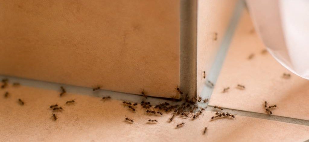 Chasser les fourmis durablement : méthodes efficaces et professionnelles
