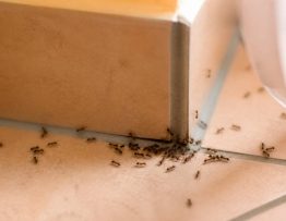 Chasser les fourmis durablement : méthodes efficaces et professionnelles
