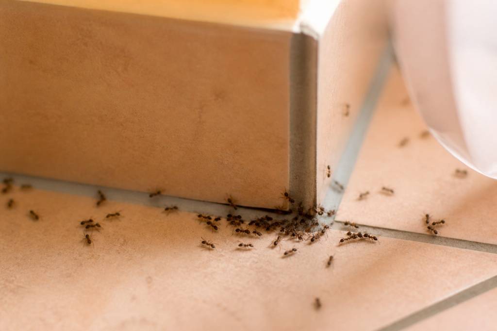 Chasser les fourmis durablement : méthodes efficaces et professionnelles