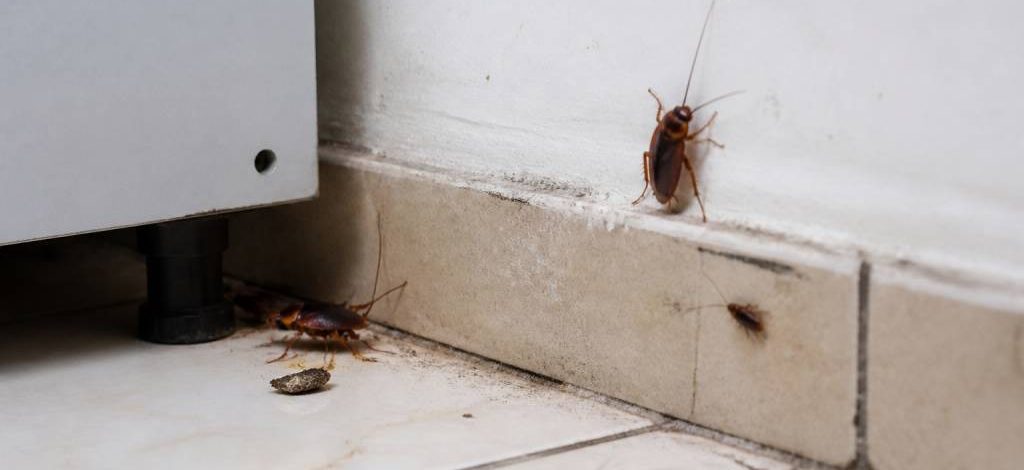 Dératisation des blattes dans une maison : solutions professionnelles pour une entreprise spécialiste