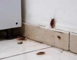 Dératisation des blattes dans une maison : solutions professionnelles pour une entreprise spécialiste