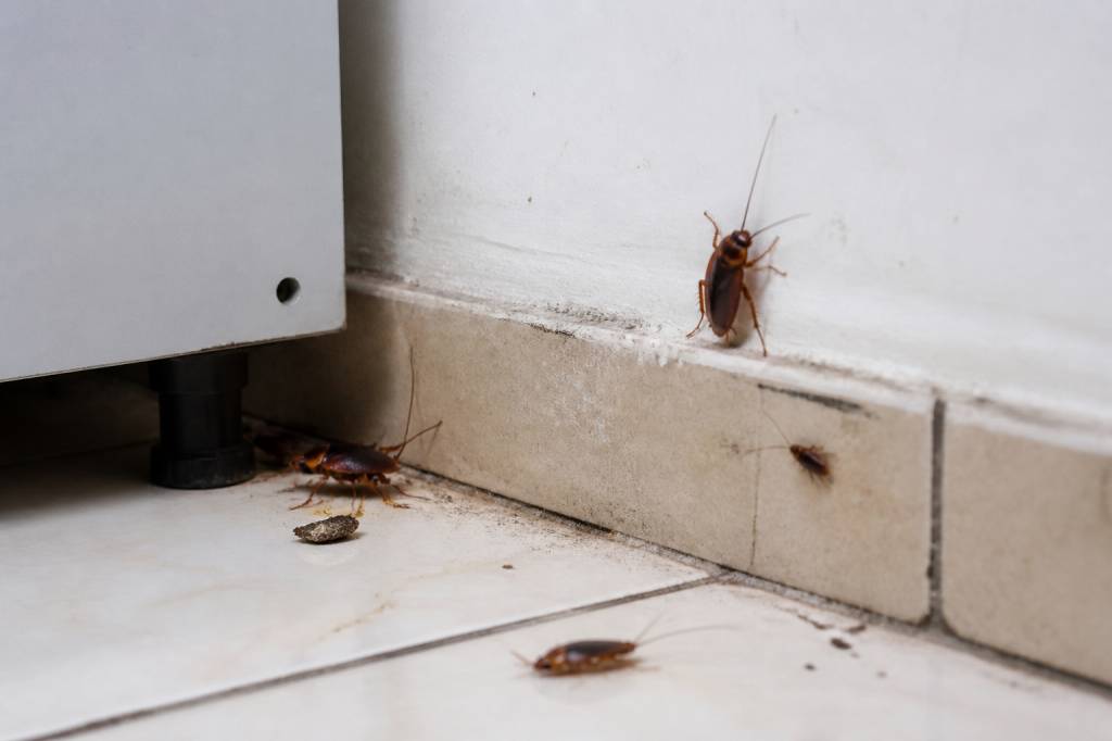 Dératisation des blattes dans une maison : solutions professionnelles pour une entreprise spécialiste