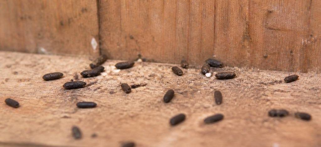 Crottes de martre : comment les reconnaître et s’en débarrasser rapidement