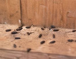 Crottes de martre : comment les reconnaître et s’en débarrasser rapidement