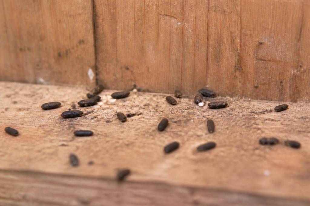 Crottes de martre : comment les reconnaître et s’en débarrasser rapidement