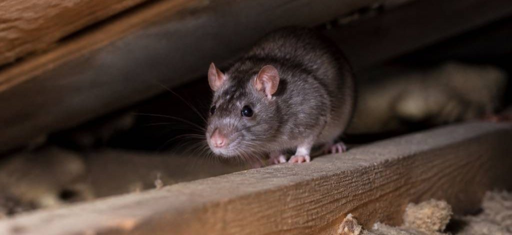 Animal qui tape dans le grenier : comment identifier le nuisible et agir rapidement