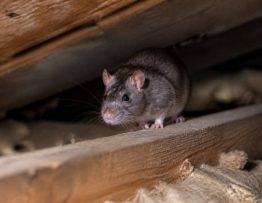 Animal qui tape dans le grenier : comment identifier le nuisible et agir rapidement