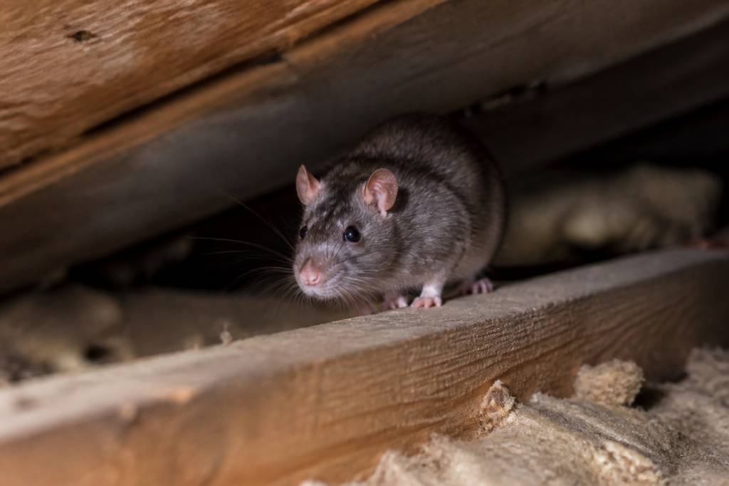 Animal qui tape dans le grenier : comment identifier le nuisible et agir rapidement