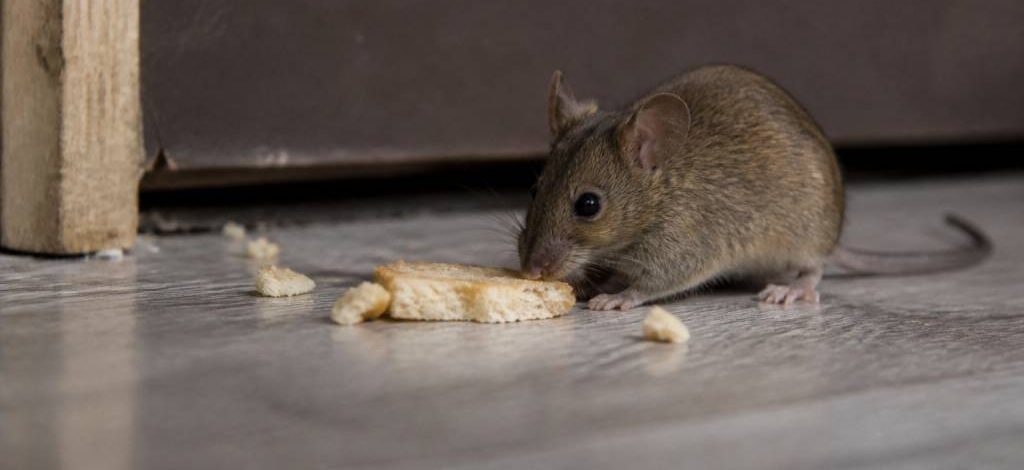 Attirer une souris : comment un dératiseur professionnel agit contre les rats et les souris