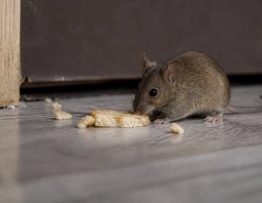 Attirer une souris : comment un dératiseur professionnel agit contre les rats et les souris