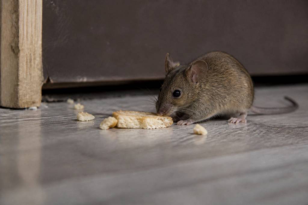Attirer une souris : comment un dératiseur professionnel agit contre les rats et les souris