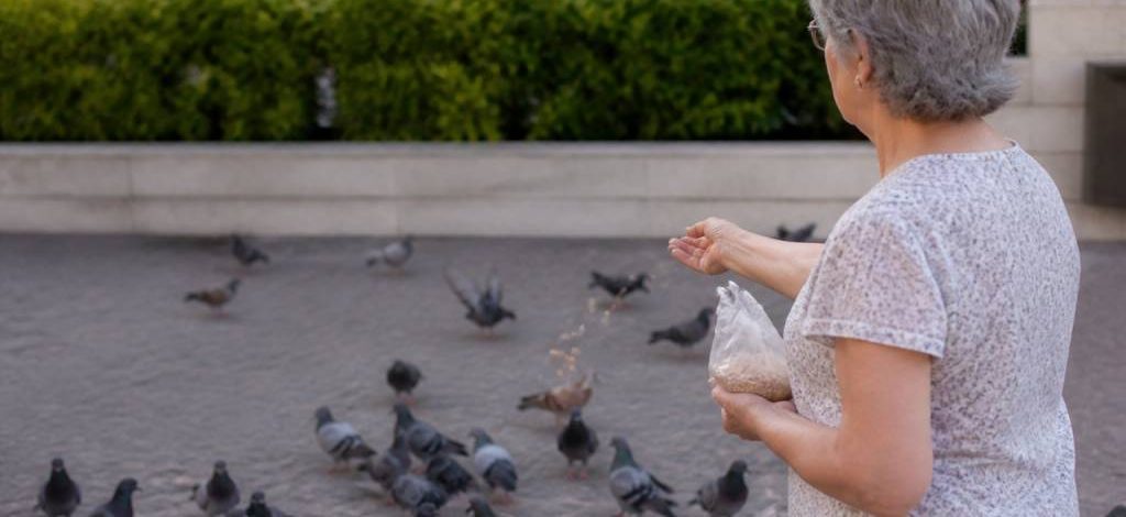 Mon voisin nourrit les pigeons que faire