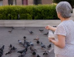 Mon voisin nourrit les pigeons que faire