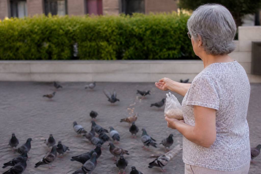 Mon voisin nourrit les pigeons que faire