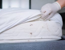 Bête de lit : comment éliminer une infestation rapidement et durablement
