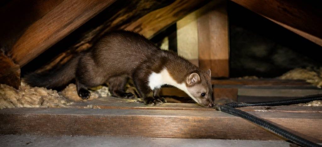 Fouine dans les combles danger pour votre maison et votre santé