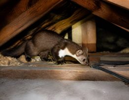 Fouine dans les combles danger pour votre maison et votre santé