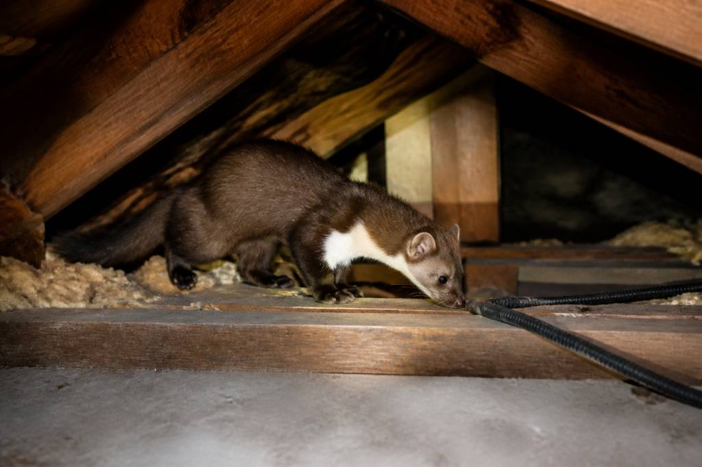 Fouine dans les combles danger pour votre maison et votre santé